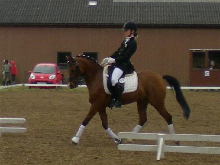 Welsh Pony (sec B) Chico "SOLGT" - Nåååååååå Lille Chico billede 3