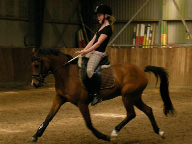 Welsh Pony (sec B) Chico "SOLGT" - Lige en lille øgning billede 4