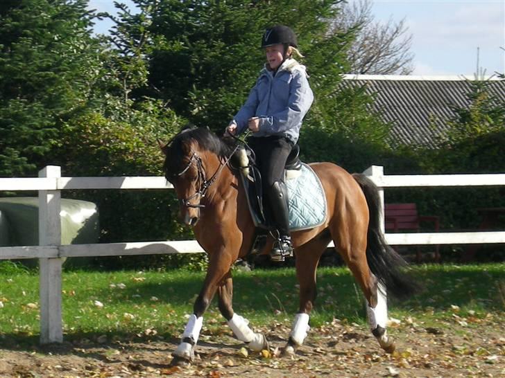 Welsh Pony (sec B) Chico "SOLGT" - Uha dejligt med en ruller ude på folden. billede 5