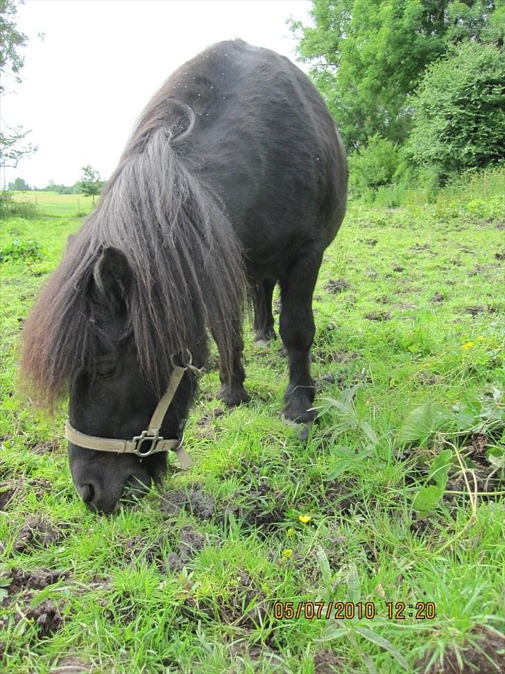 Shetlænder Line billede 1