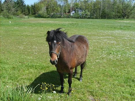 Anden særlig race Bjørn (Solgt) - Hej. Mit navn er Bjørn. Velkommen billede 1