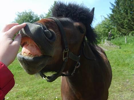 Anden særlig race Bjørn (Solgt) - Smiiiiiil billede 2