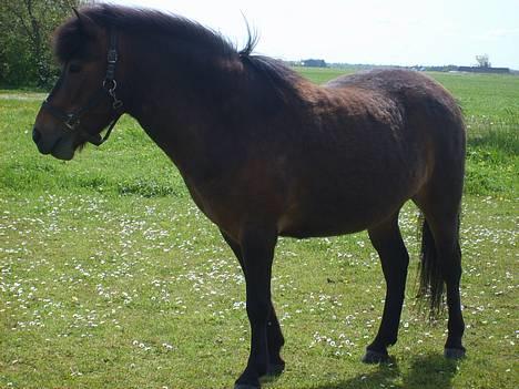 Anden særlig race Bjørn (Solgt) - Nyt Nyt. Se så flot.. billede 3