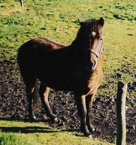 Anden særlig race Bjørn (Solgt) - marlene , pliiz giv mig rugbrød :P billede 4