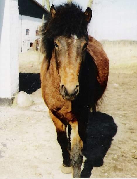Anden særlig race Bjørn (Solgt) - Nu fanger jeg dig billede 5