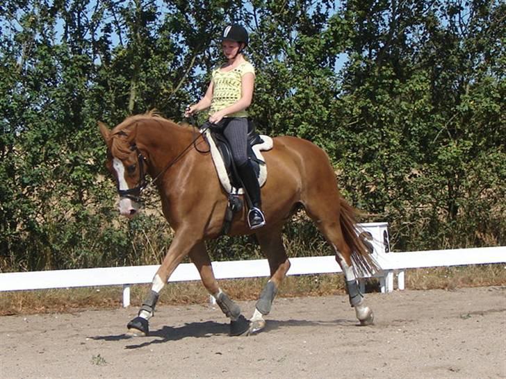 Dansk Varmblod Schubert Ray - 12 # Ridelejr 2008 foto: Iben Juel Nielsen billede 11