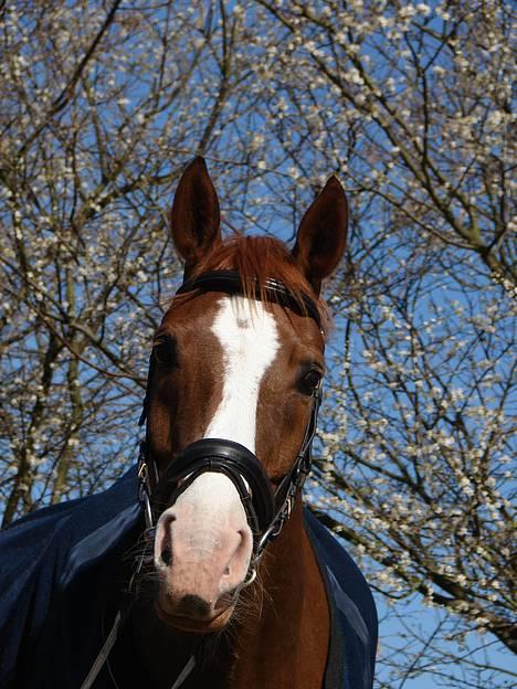 Dansk Varmblod Schubert Ray - 15# Schubbe <3 d.5/4-07 foto: Iben billede 14