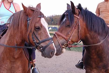 Anden særlig race Farmens Tarzan<3 billede 3