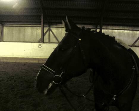 Anden særlig race Santos ¤Rideskole hest¤ - Nyt efter en hård dressur træning! billede 9