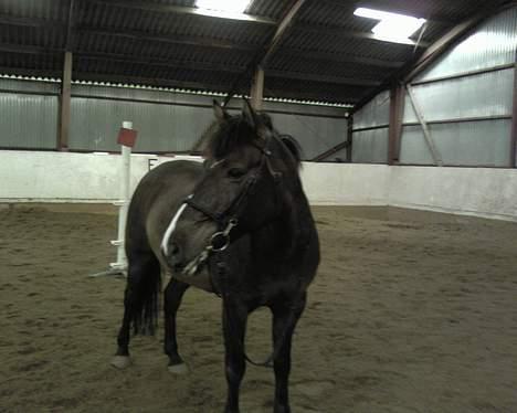Anden særlig race Santos ¤Rideskole hest¤ - After vi havede redet stafet uden saddel.. billede 10