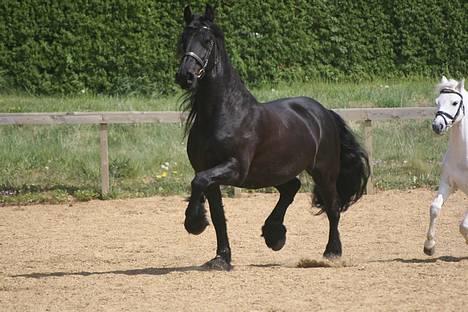 Frieser schalke / odin schelde.  R.i.p. (Himmelhest) - se lige mig jeg er bare for lækker nye billeder af mig billede 1