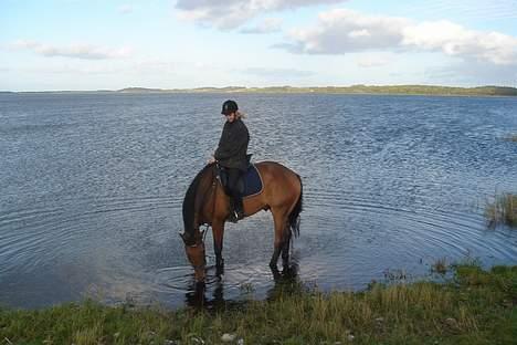 Dansk Varmblod major "Hvor er du?" - han står lidt underlig bagtil men der er rigtig mange sten på bunden billede 12