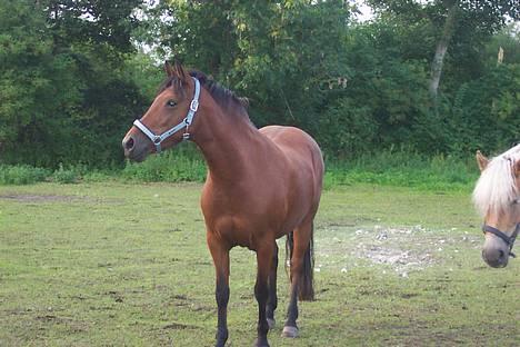 New Forest Nikita - solgt /: billede 7