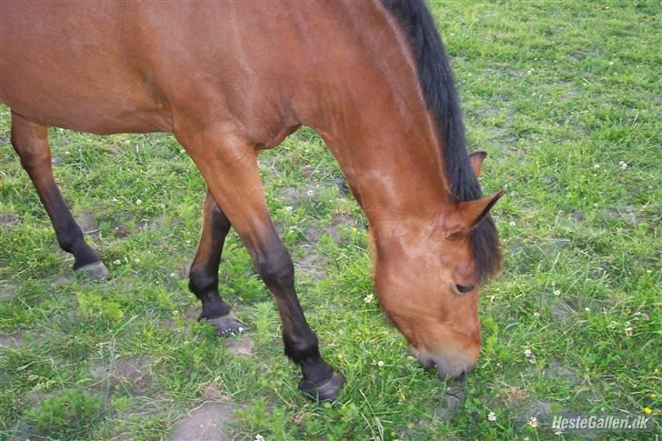 New Forest Nikita - solgt /: billede 8