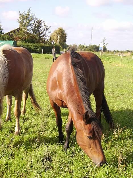 New Forest Nikita - solgt /: - nikita du er for dejlig*INGEN AF DISSE BILLEDER MÅ BRUGES PÅ NETTET * billede 10