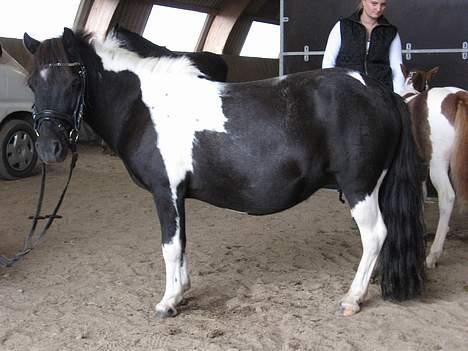 Pinto bounty - Til føl og plag skue med Quattro`s Brilliant sep. 06 billede 7