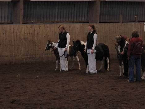 Pinto bounty - Så skede det Bounty Har avlet et vinder føl. Brilliant stod på fløjen med 8 i helhed 3 sep. 06 Hun er en dygtig pony mor. billede 8