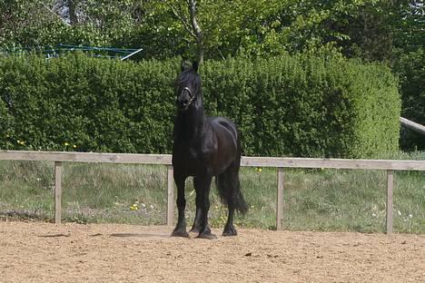 Frieser schalke / odin schelde.  R.i.p. (Himmelhest) - nøj mand jeg fik da lige øje på et spøgelse billede 2