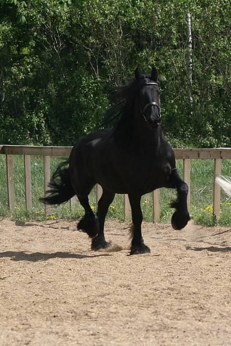 Frieser schalke / odin schelde.  R.i.p. (Himmelhest) - se lige hvor jeg kan uden rytter billede 3