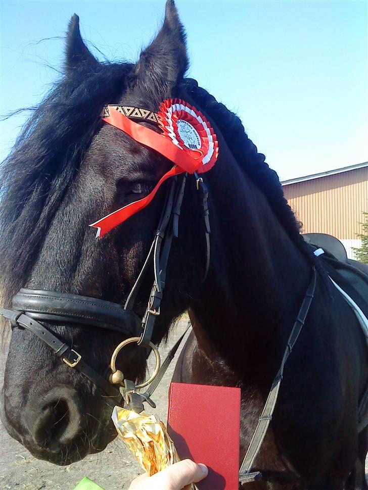 Frieser schalke / odin schelde.  R.i.p. (Himmelhest) - schalke til hans første stævne lækker ik billede 4