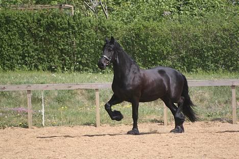 Frieser schalke / odin schelde.  R.i.p. (Himmelhest) - jeg kan jo godt hvis jeg vil billede 5