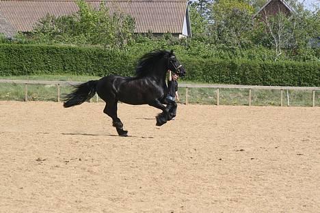 Frieser schalke / odin schelde.  R.i.p. (Himmelhest) - føj da ham steffen vil have mig til alt muligt billede 6