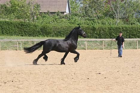 Frieser schalke / odin schelde.  R.i.p. (Himmelhest) - kan du se mig steffen billede 7