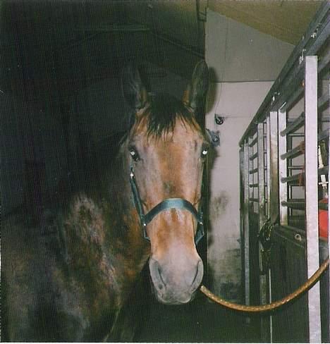 Oldenborg Linka - Linka i stalden på Klintholm billede 2