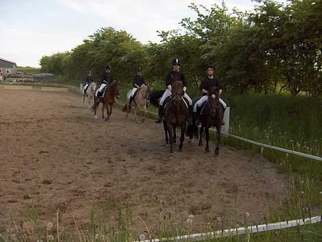 Oldenborg Linka - Linka og mig til kvadrille stævne i give. Linka længst til venstre forrest billede 6