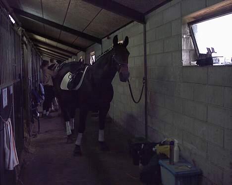 Oldenborg Linka - Linak lige inden hun skal ride Dressur på JRC billede 8