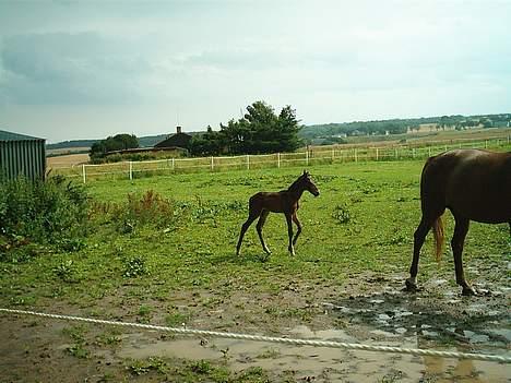 Traver Nickodemus Spirit - Her går han med mor billede 2