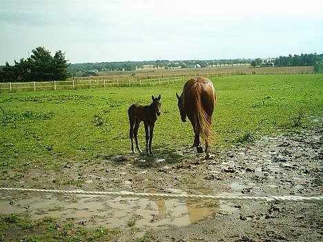 Traver Nickodemus Spirit - Her ses hele kroppen billede 3