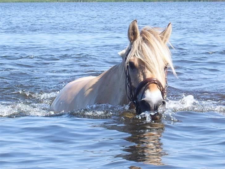 Fjordhest Mosegaards Pan - - var nede og bade i søen - første gang nogensinde for os begge - Pan elskede det <3.. (Man kan bare ikke se det, men der er en der holder fast i den anden ende af tøjlen.. :)  billede 3