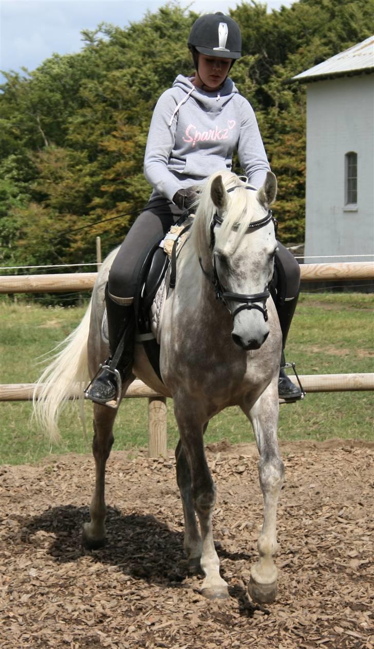 Arabisk fuldblod (OX) El Dominus billede 4