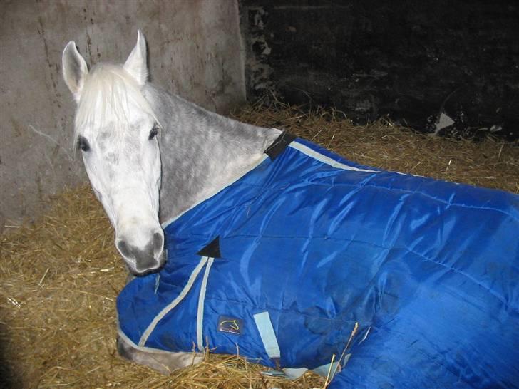 Arabisk fuldblod (OX) El Dominus billede 5