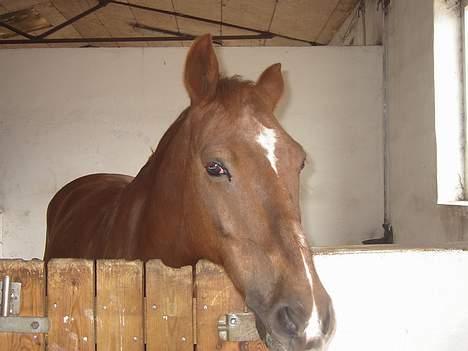 Anden særlig race  * Simon *   (Solgt) :'(  - Simon i boksen :D tror han er lidt træt billede 2