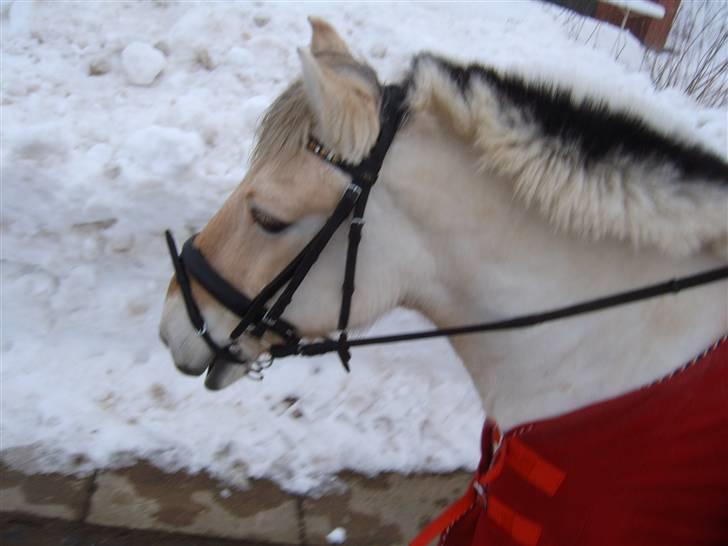 Fjordhest Laban <3  - på tur med de skøre dx billede 5