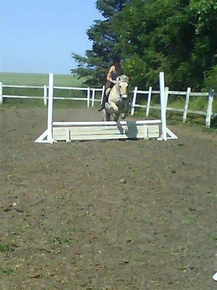 Fjordhest Laban <3  - Sofie g Laban(sofie rider laban et par gange i ugen, og det er han glad for) (: billede 6