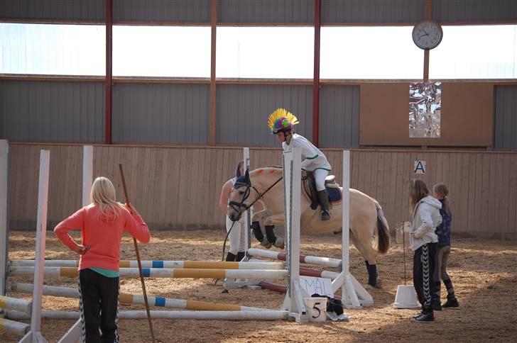Fjordhest Laban <3  - stævne m. Sofie d. 1&2 august billede 7