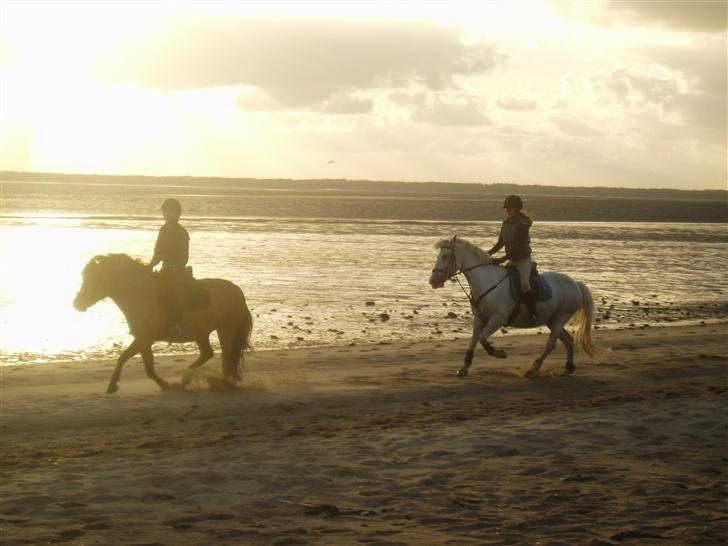 Irsk Sportspony Idom Aadahls Quickstep - Solnedgang i Marbæk <33 Sammen med Betina&Snerle billede 9