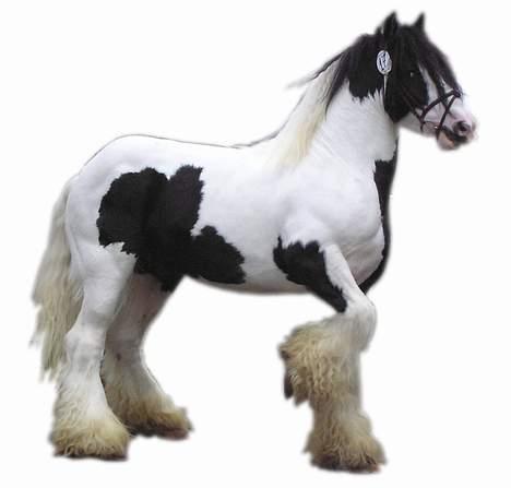 Irish Cob  Galloway of Cumro billede 1