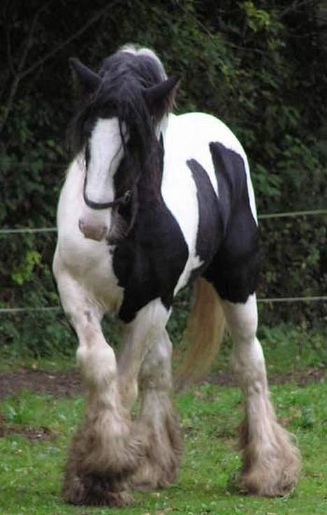 Irish Cob  Galloway of Cumro billede 2