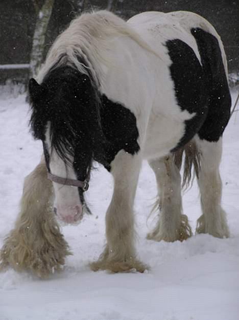 Irish Cob  Galloway of Cumro billede 3