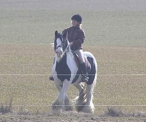 Irish Cob  Galloway of Cumro billede 4