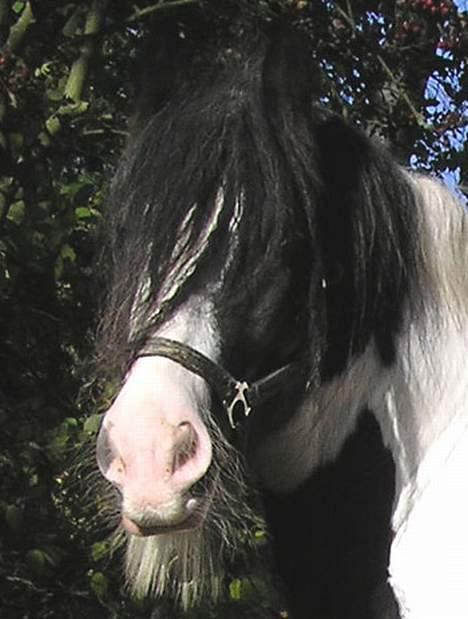 Irish Cob  Galloway of Cumro billede 5