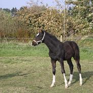 Dansk Varmblod Royal one flyer