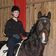 Tysk Sportspony Consider B-PONY