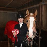 Haflinger Sally