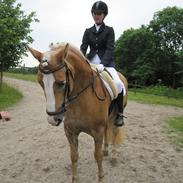 Haflinger Sally