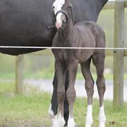 Dansk Varmblod Det Nu